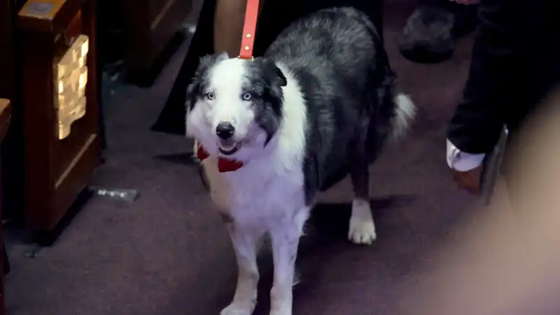 So, the dog Messi is "clapping" at the Oscars.